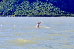 da94748433215bac76a08b33741e597e